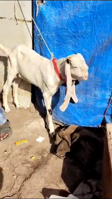 bakra image